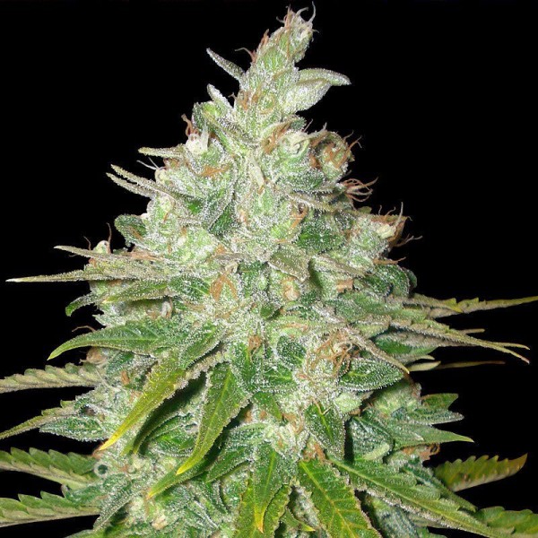 Black Domina Feminised Gold seeds