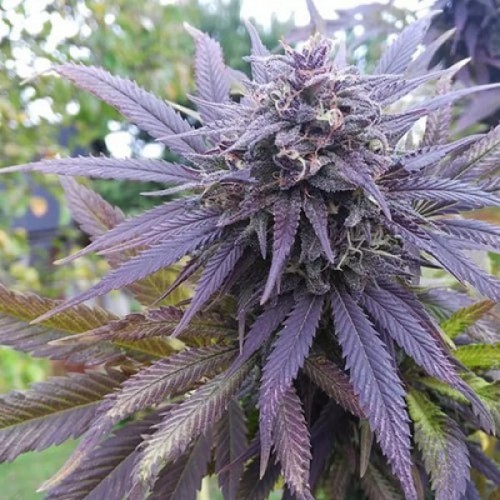 Blueberry Feminised Gold