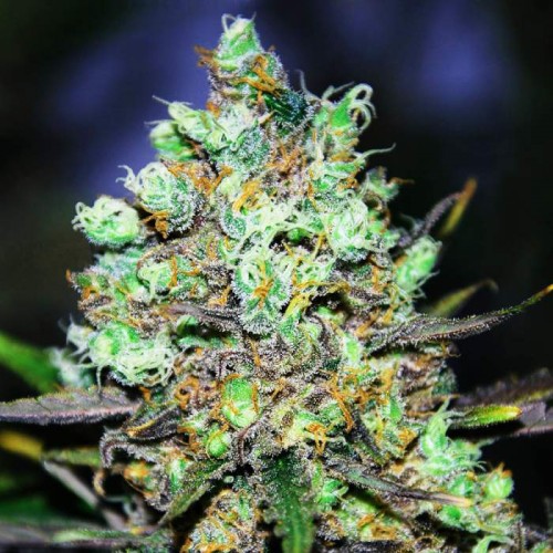 Candy Kush Feminised Gold seeds