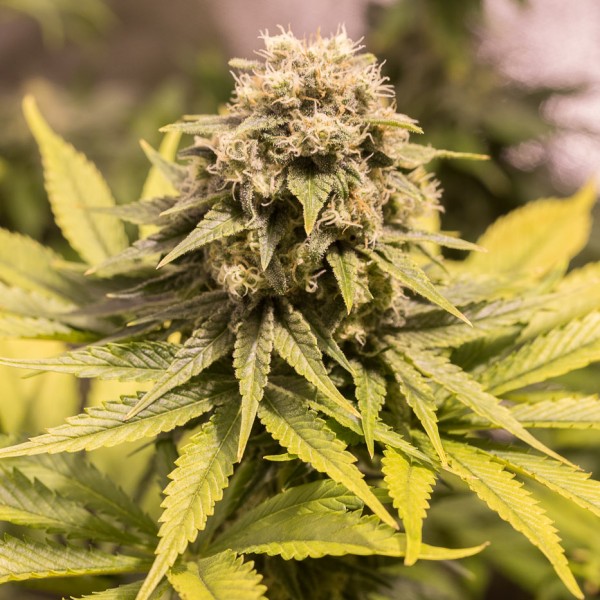 Насіння CBD Critical Mass Feminised Gold