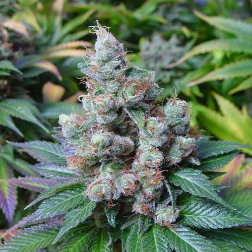 CBD NYC Diesel Feminised Gold seeds