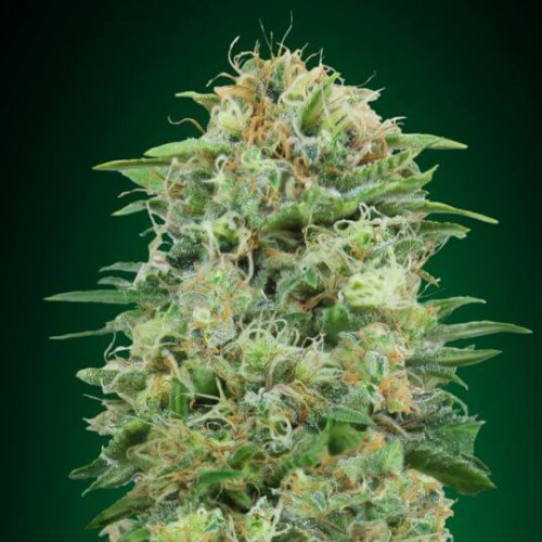 CBD White Widow Feminised Gold seeds