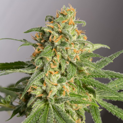 Green Crack Feminised Gold