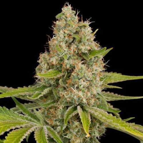 OG Kush Feminised Gold