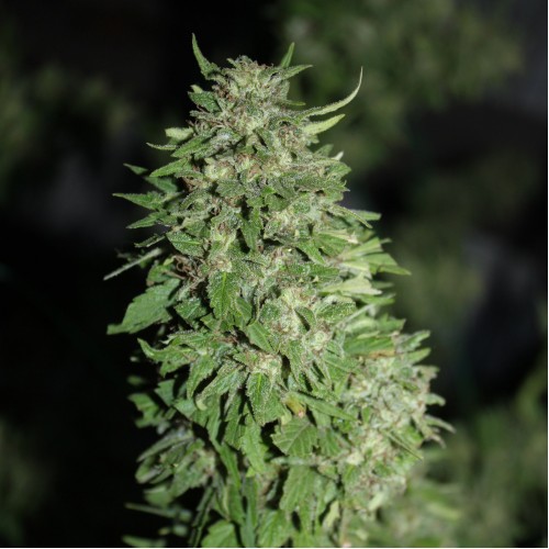 AK-47 Feminised Silver seeds