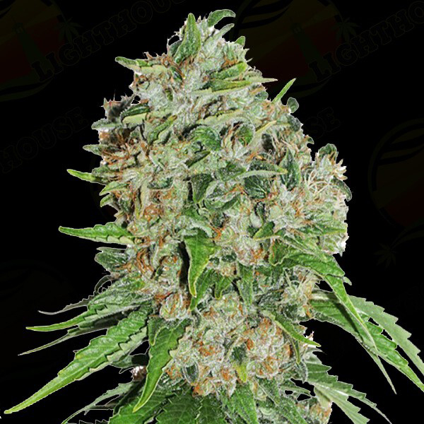 Auto Frosty Haze Feminised Silver