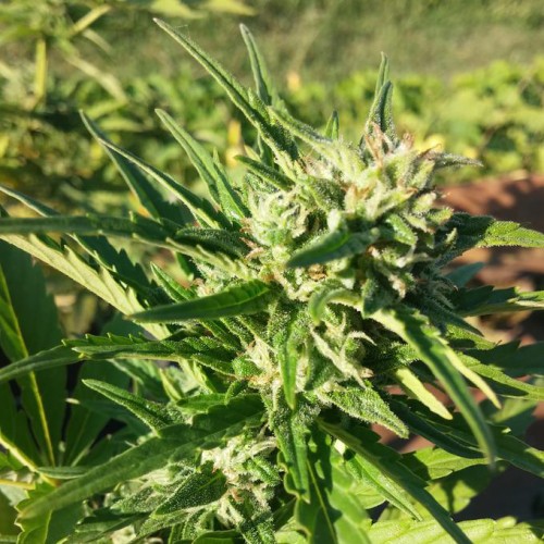 Auto Amnesia Haze Feminised Silver