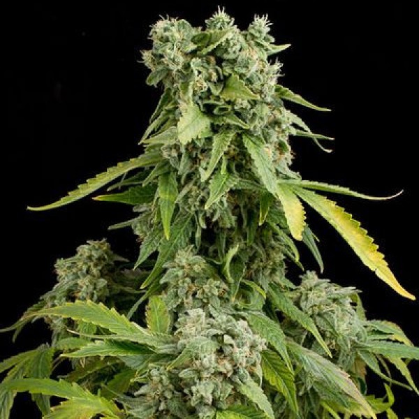 Насіння Auto Blue Cheese Feminised Silver