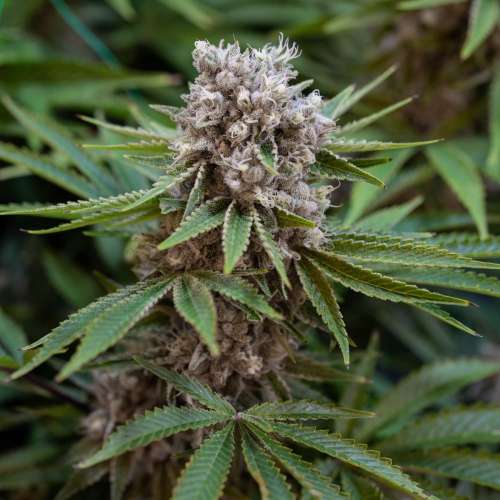 Auto Boss Hogg Feminised Silver