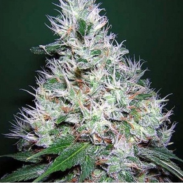 Насіння Auto Bubble Gum Feminised Silver