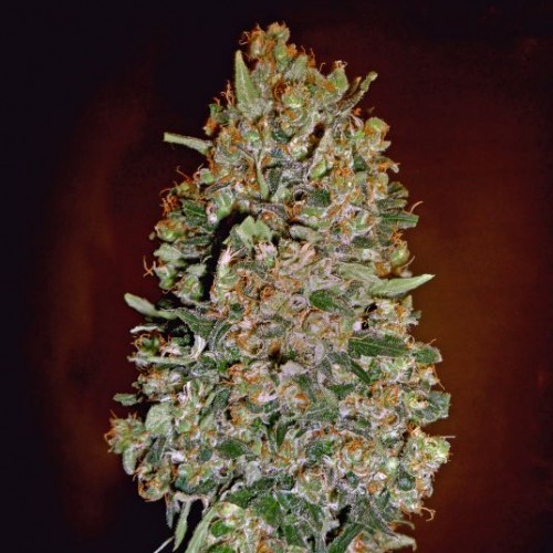Auto Chocolate Skunk Feminised Silver