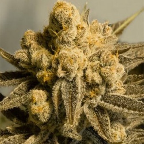 Auto Critical Glue Feminised Silver