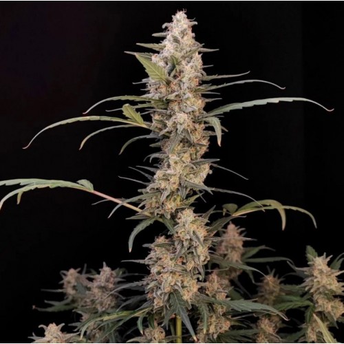 Auto Critical Original Feminised Silver