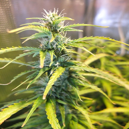 Auto Green Crack Feminised Silver