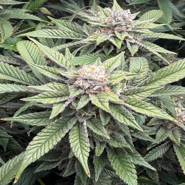Насіння Auto Jokerz Feminised Silver