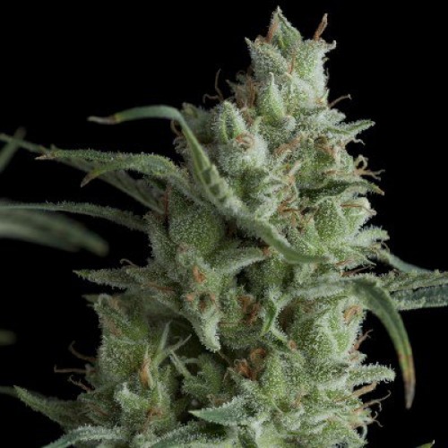 Насіння Auto Lemon Kix Kix Feminised Silver