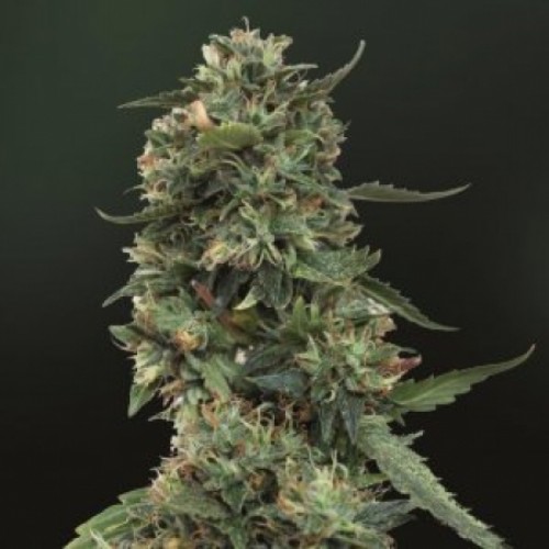 Auto LSD25 Feminised Silver