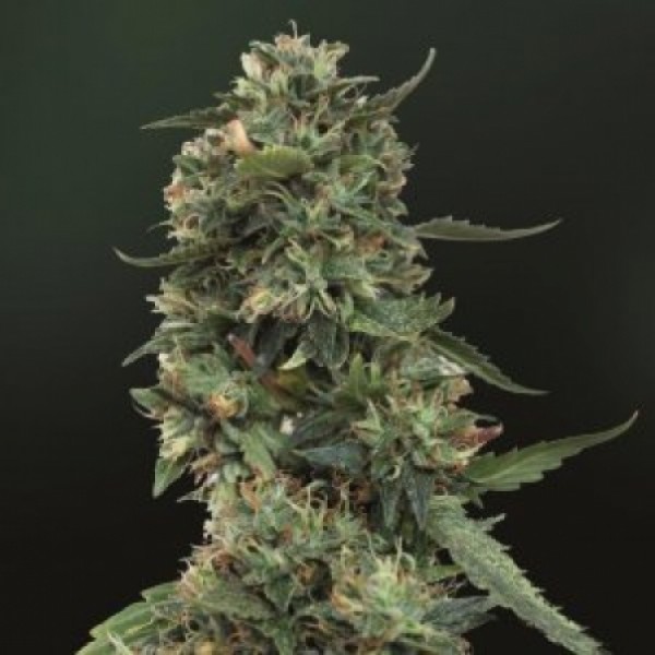 Auto LSD25 Feminised Silver