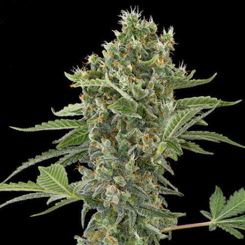Auto Moby Dick XL Feminised Silver