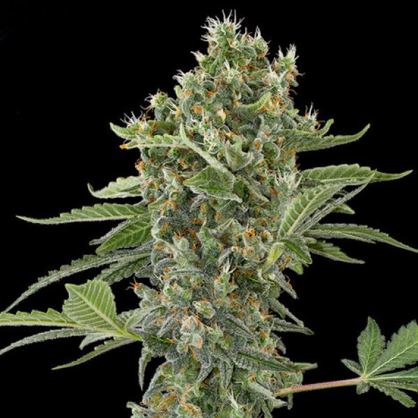 Auto Moby Dick XL Feminised Silver