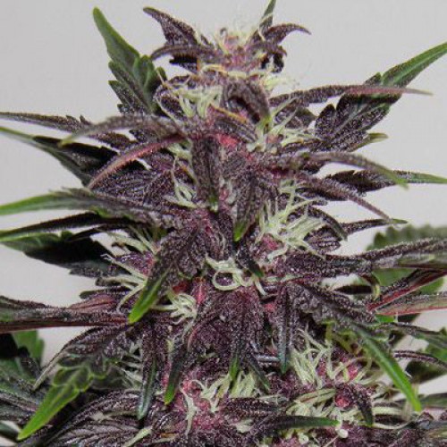 Auto Purple Kush Feminised Silver
