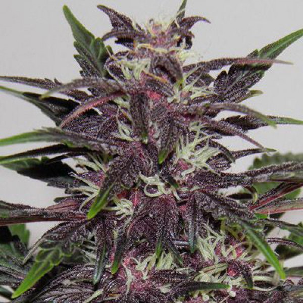 Auto Purple Kush Feminised Silver
