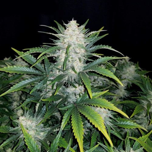Auto Rhino Ryder Feminised Silver