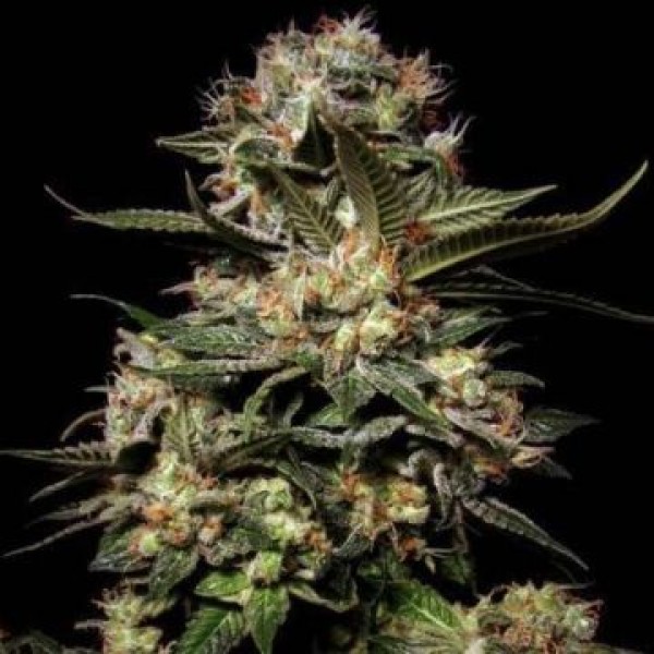 Насіння Auto Somango Feminised Silver