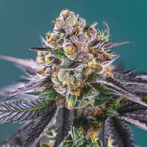 Auto Strawberry Feminised Silver