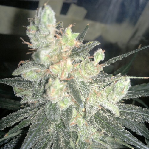 Auto Super Lime Haze Feminised Silver