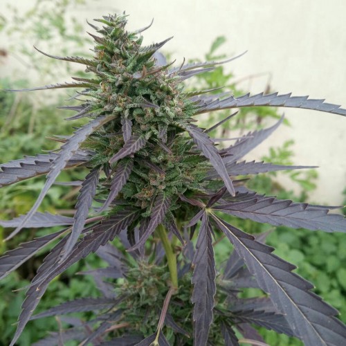 Auto Super Skunk Feminised Silver