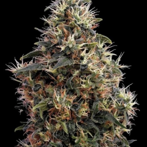 Auto Sweety Mango Feminised Silver