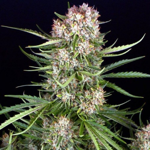 Auto Wedding Cake Feminised Silver Seeds 