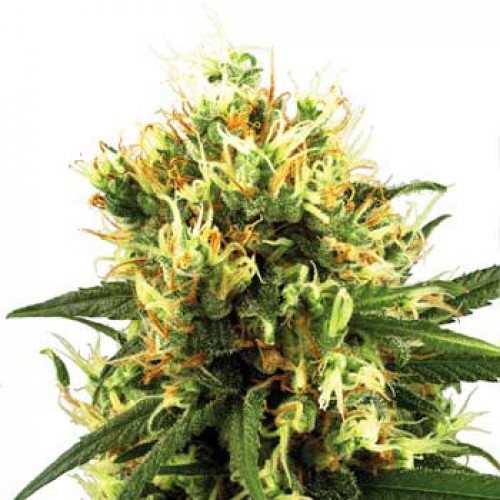 Auto White Haze Feminised Silver