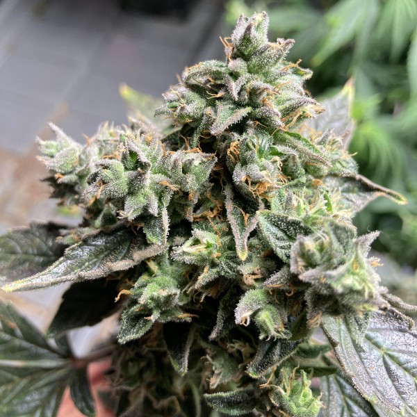 Насіння Auto White Widow Feminised Silver