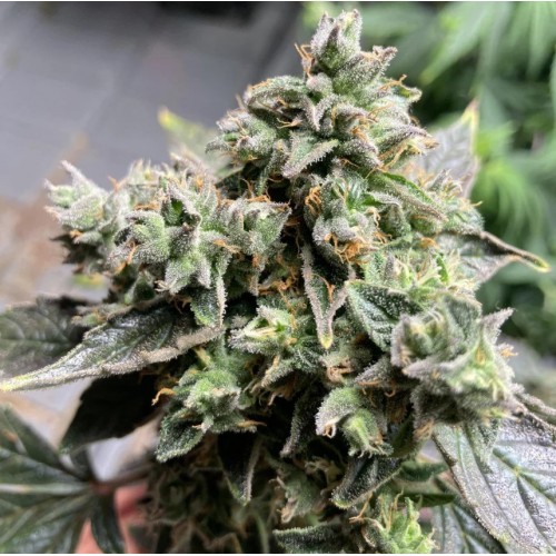 Auto White Widow XL Feminised Silver Seeds