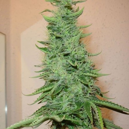 Big Bud Feminised Silver