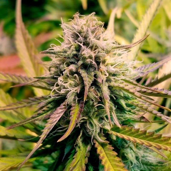 Candy Kush Feminised Silver