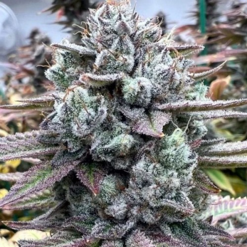 Dantes Inferno Feminised Silver Seeds