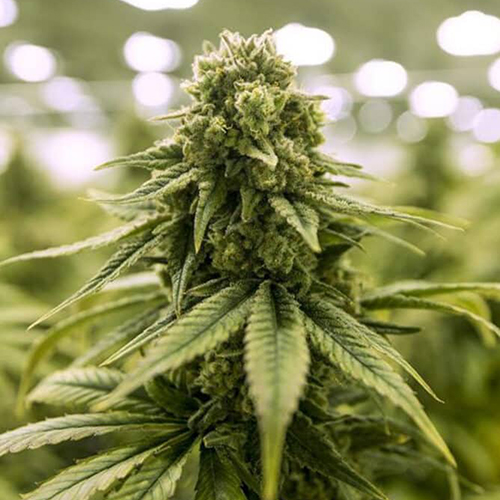 Euforia Feminised Silver Seeds