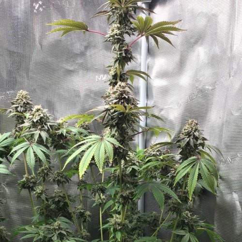 GMO x Animal Cookies Feminised Silver Seeds