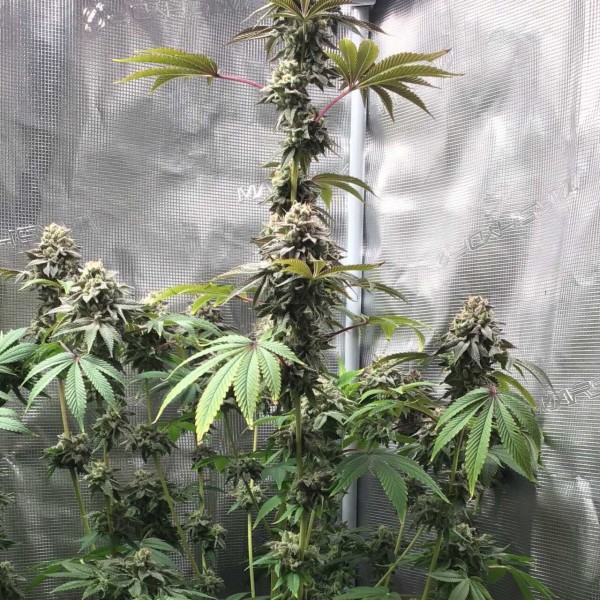 GMO x Animal Cookies Feminised Silver Seeds