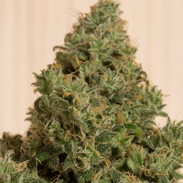 Насіння CBD Green Crack Feminised