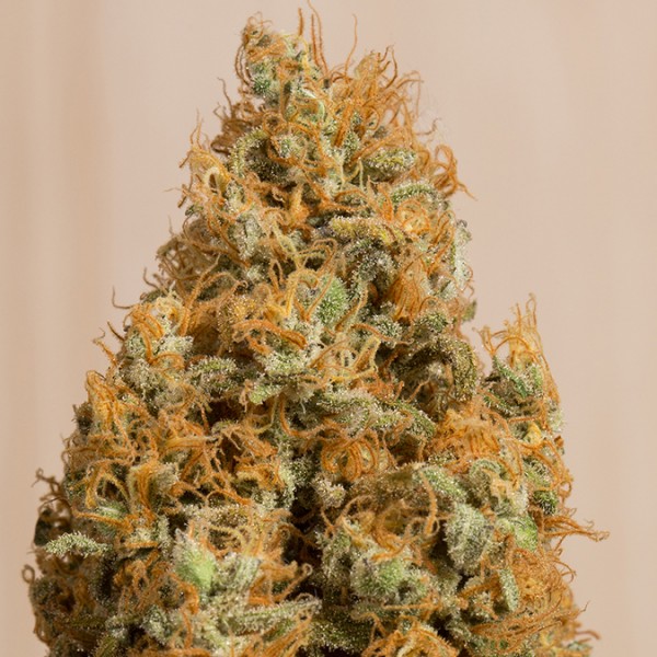 Насіння CBD Green Crack Feminised