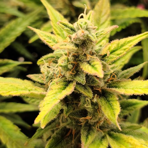 Hypnotic Feminised Silver Seeds
