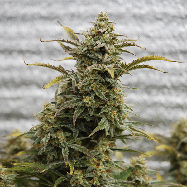 Auto Amnesia Lemon Feminised Silver - 500 шт