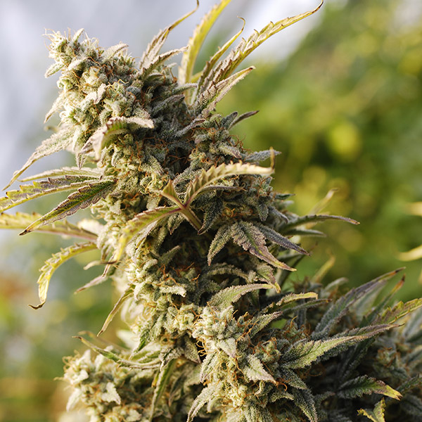 Auto Amnesia Lemon Feminised Silver - 500 шт