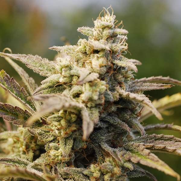 Auto Amnesia Lemon Feminised Silver - 500 шт