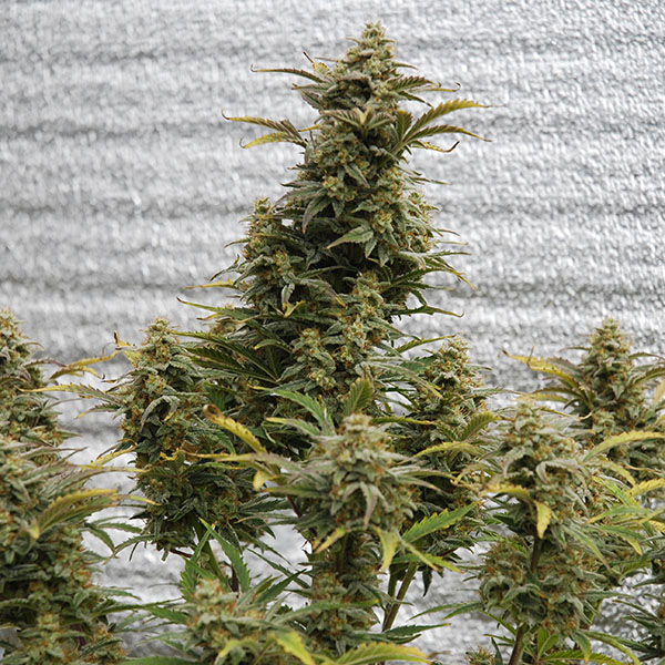 Auto Amnesia Lemon Feminised Silver - 500 шт