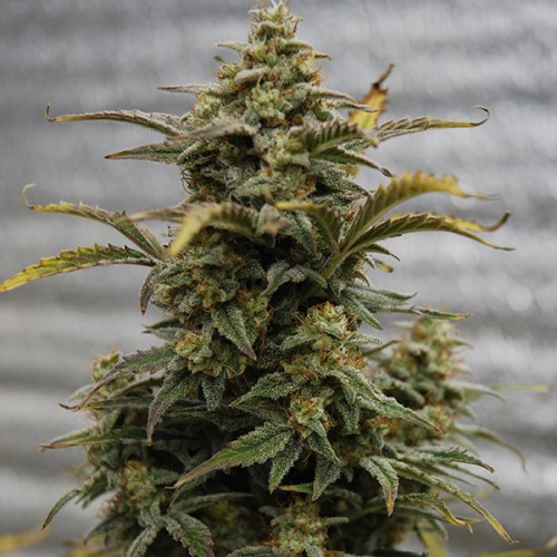 Auto Amnesia Lemon Feminised Silver - 500 шт